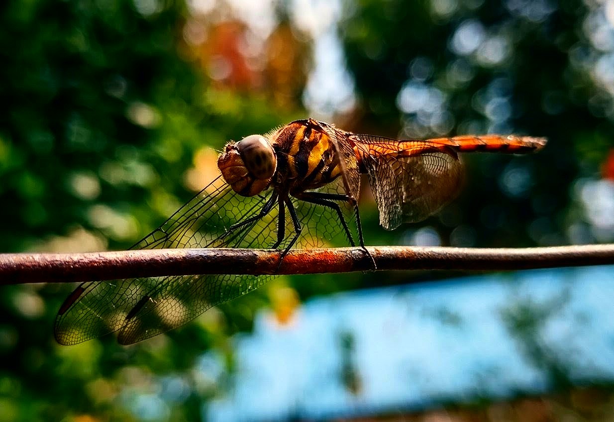 Dragonfly macro detail